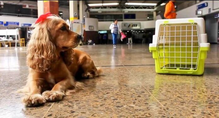 PERRO GUIA (1)