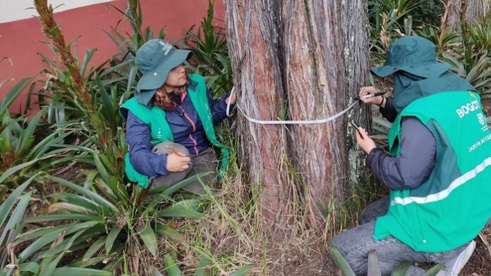 ARBOLES CARBONO 14