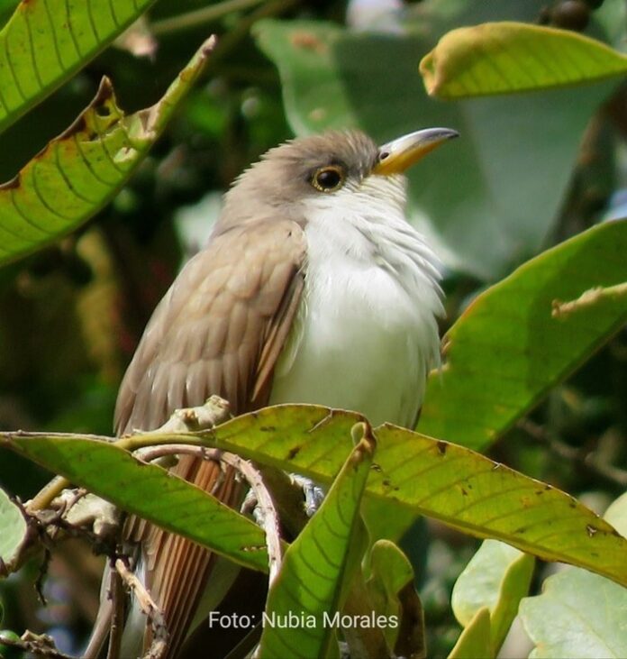 AVES MIGRATORIAS