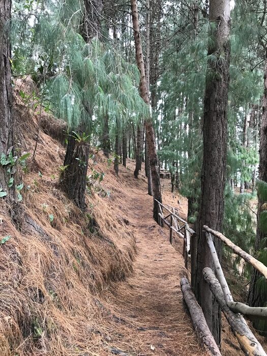 Pinus patula (1)