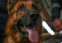 Supervigilancia reglamenta la “Ley Lorenzo” para fortalecer la protección y el bienestar de los caninos en vigilancia privada