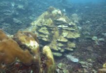 MinAmbiente refuerza el llamado a proteger los arrecifes coralinos ante el fenómeno de El Niño
