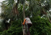 Palma amarga para reconstruir viviendas afectadas por incendios forestales en Tolima